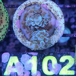 Acropora Tenuis Sp.