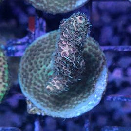 Millipora Sp.