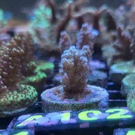 Acropora Tenuis Sp.