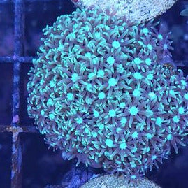 Green Button Polyps