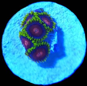 CC Spitfire Zoa