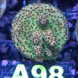 Millipora Sp.