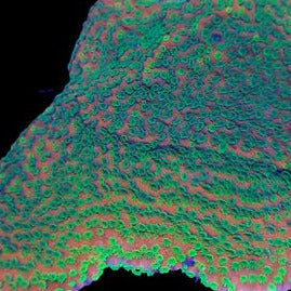 Sunset Montipora