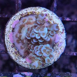 Acropora Tenuis Sp.