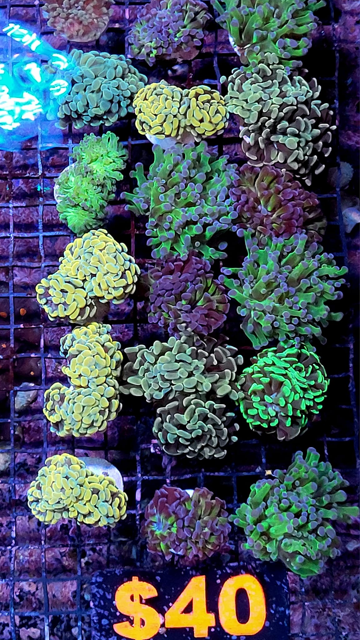 Assorted Hammer Frogspawn $40