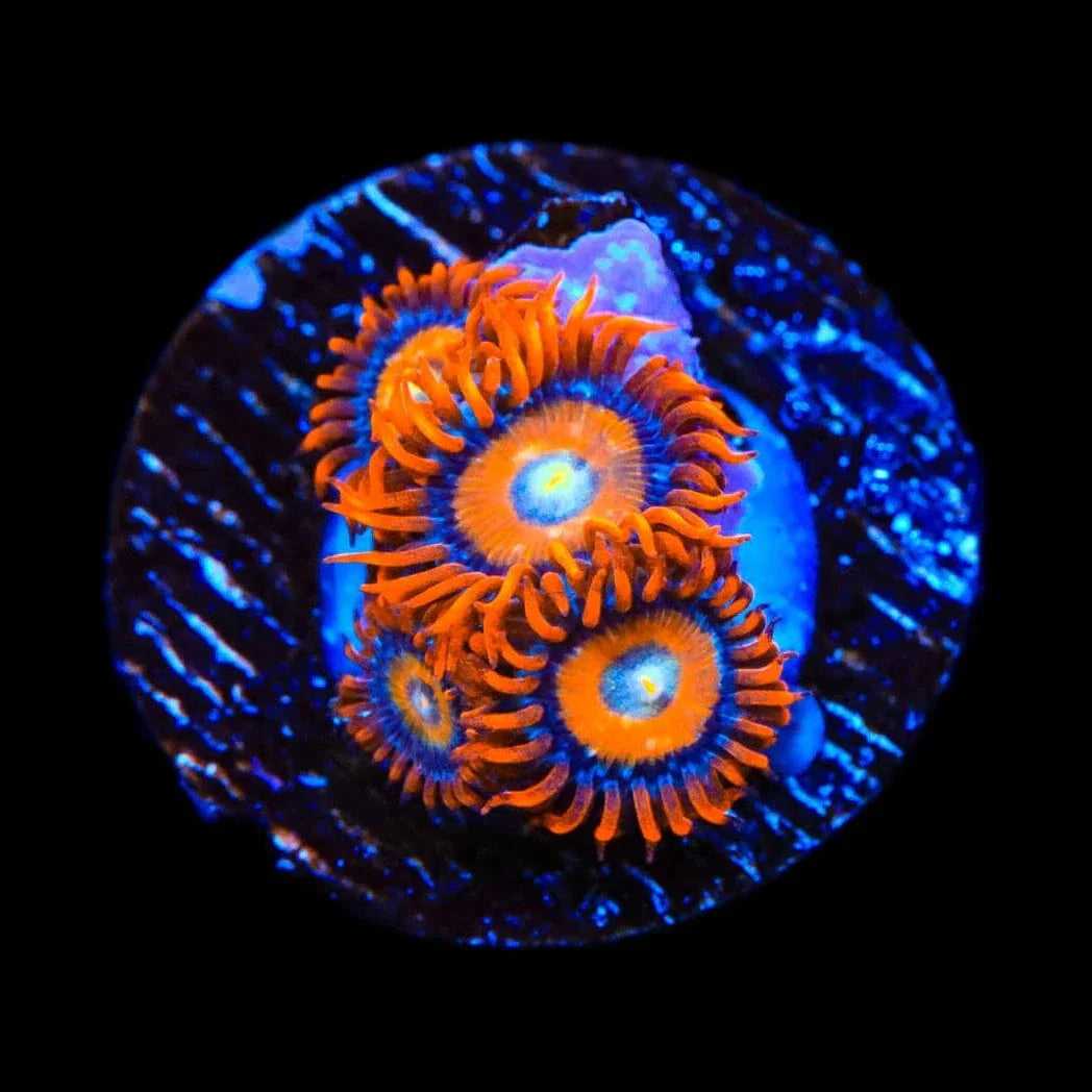 ECC Shatterfield Zoanthids