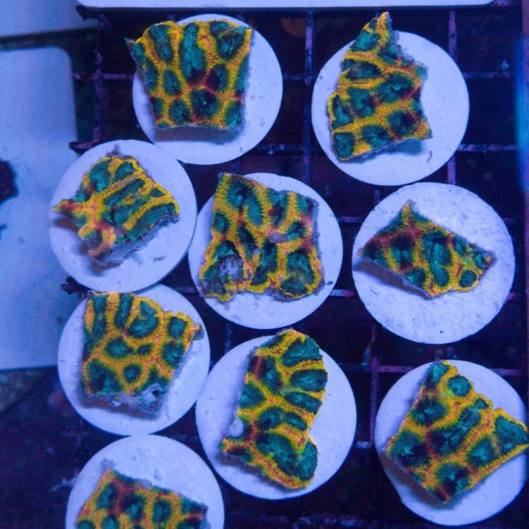 JF Yellow Submarine Favia