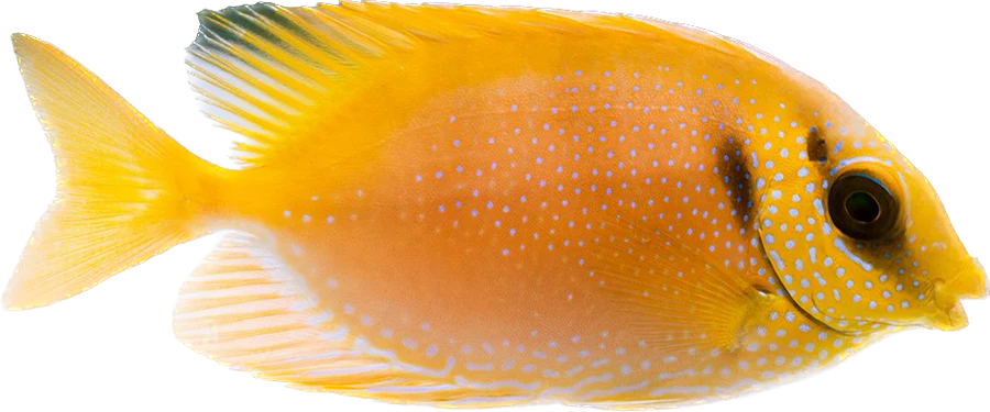 Blue Spotted Rabbit Fish
