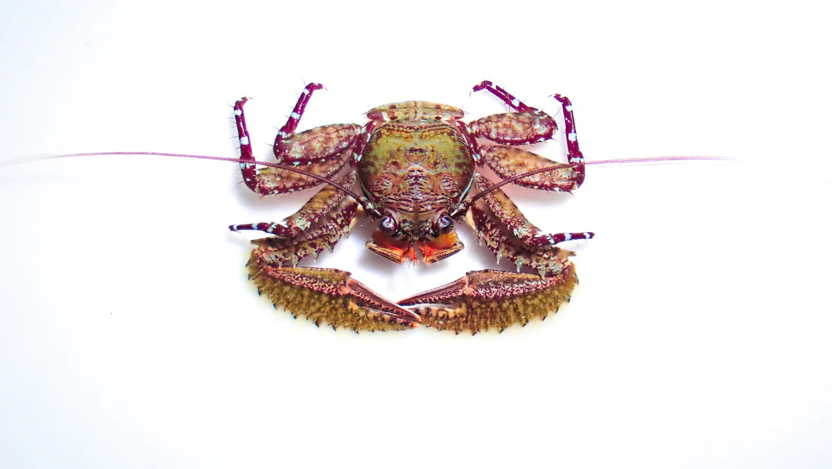 Crimson Porcelain Crab
