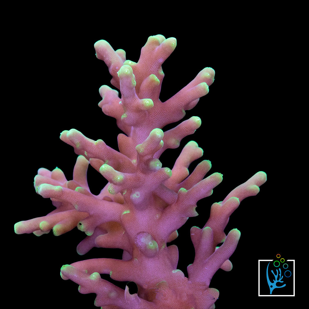 Needle in a Haystack Acropora