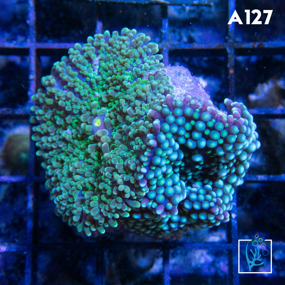 Florida Ricordia Mushroom