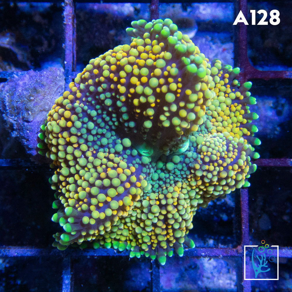 Florida Ricordia Mushroom