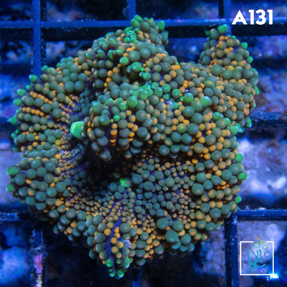 Florida Ricordia Mushroom