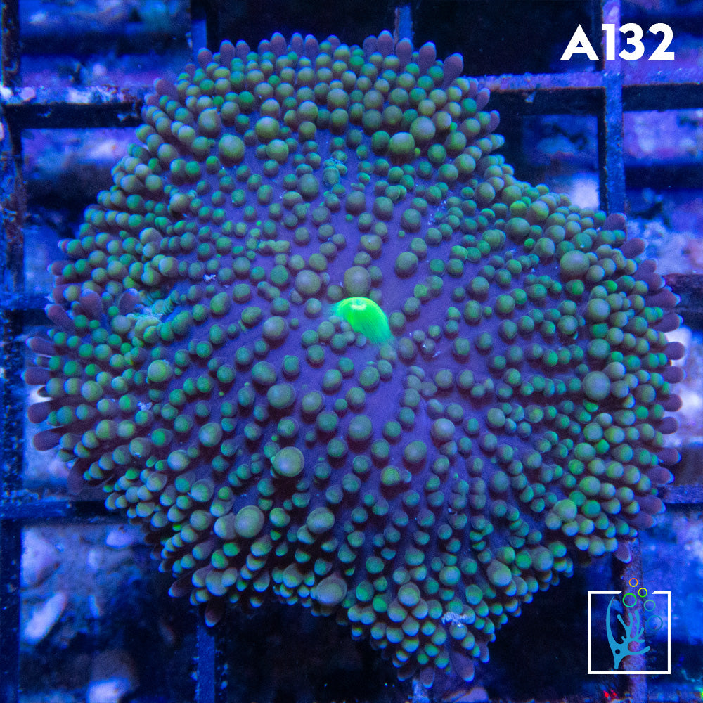 Florida Ricordia Mushroom