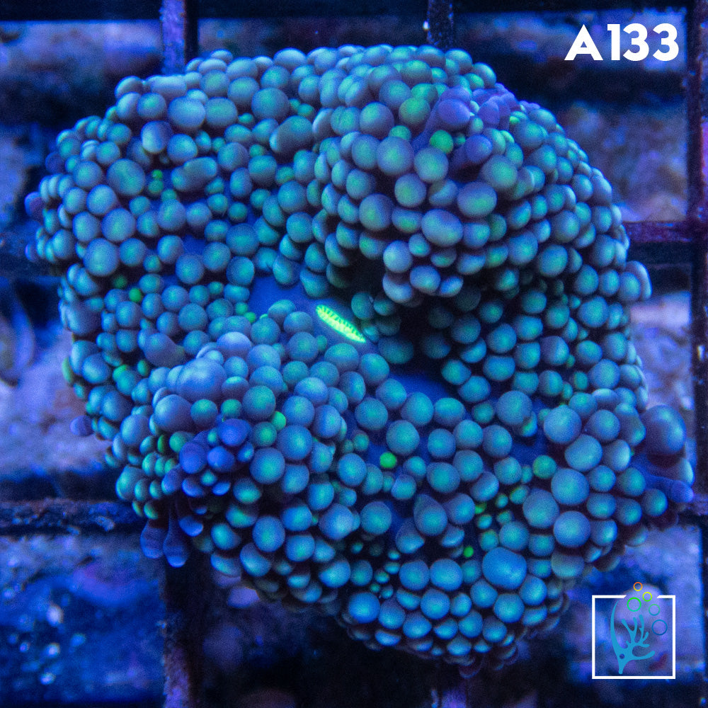 Florida Ricordia Mushroom