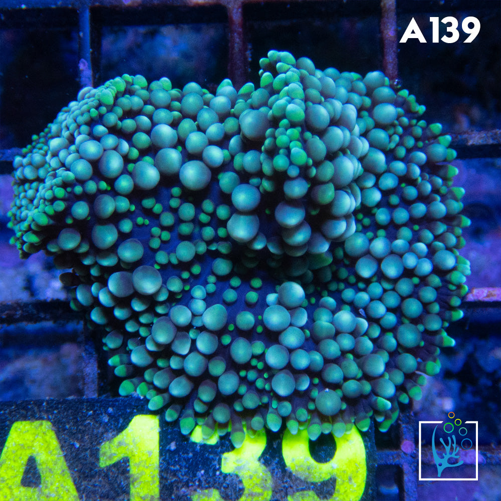 Florida Ricordia Mushroom