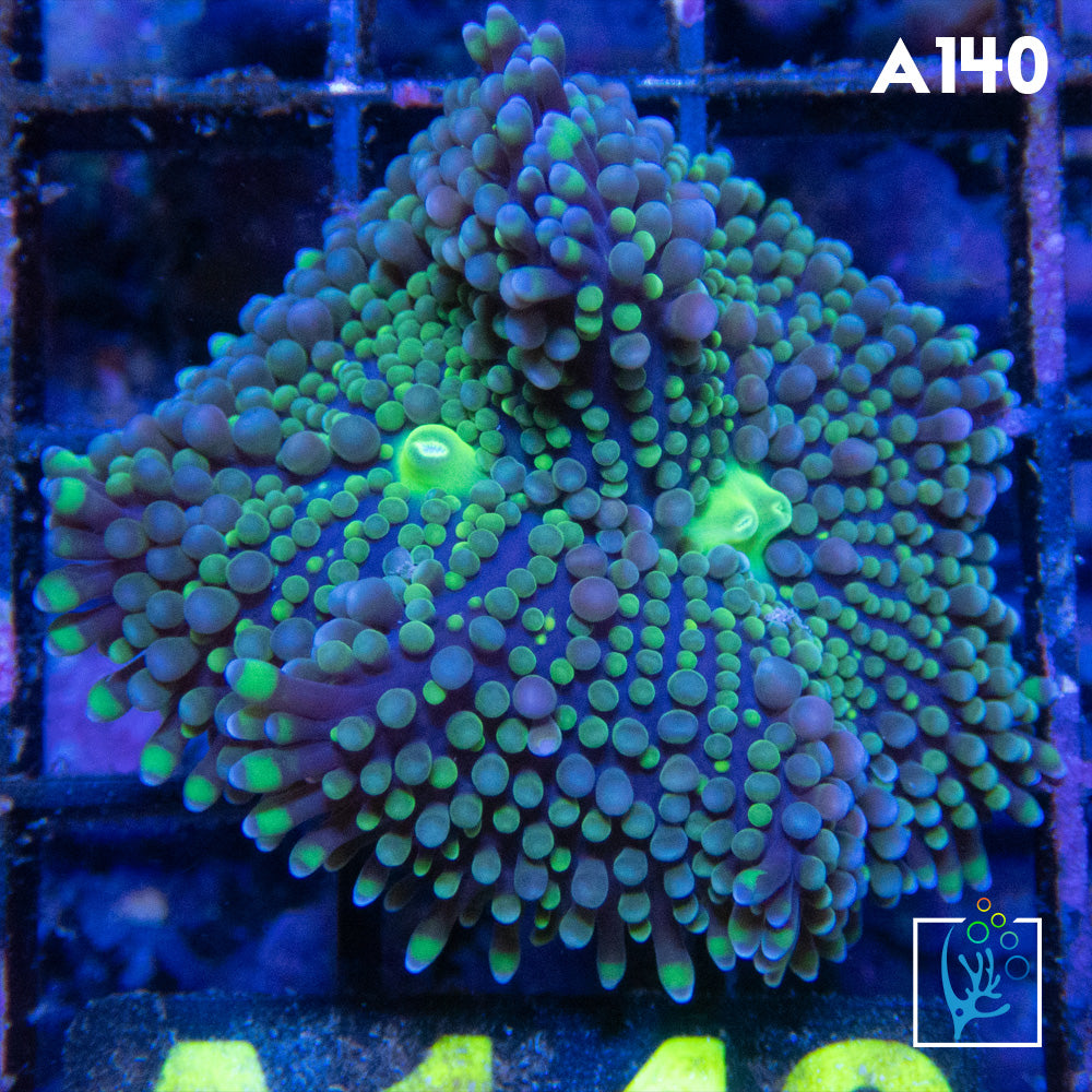 Florida Ricordia Mushroom