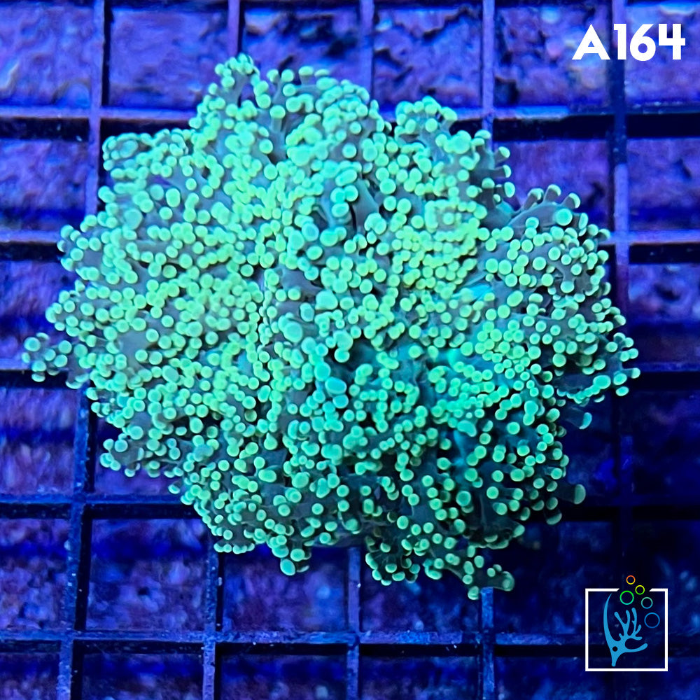 Green Octospawn