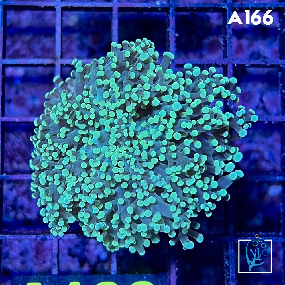 Green Octospawn main image 1