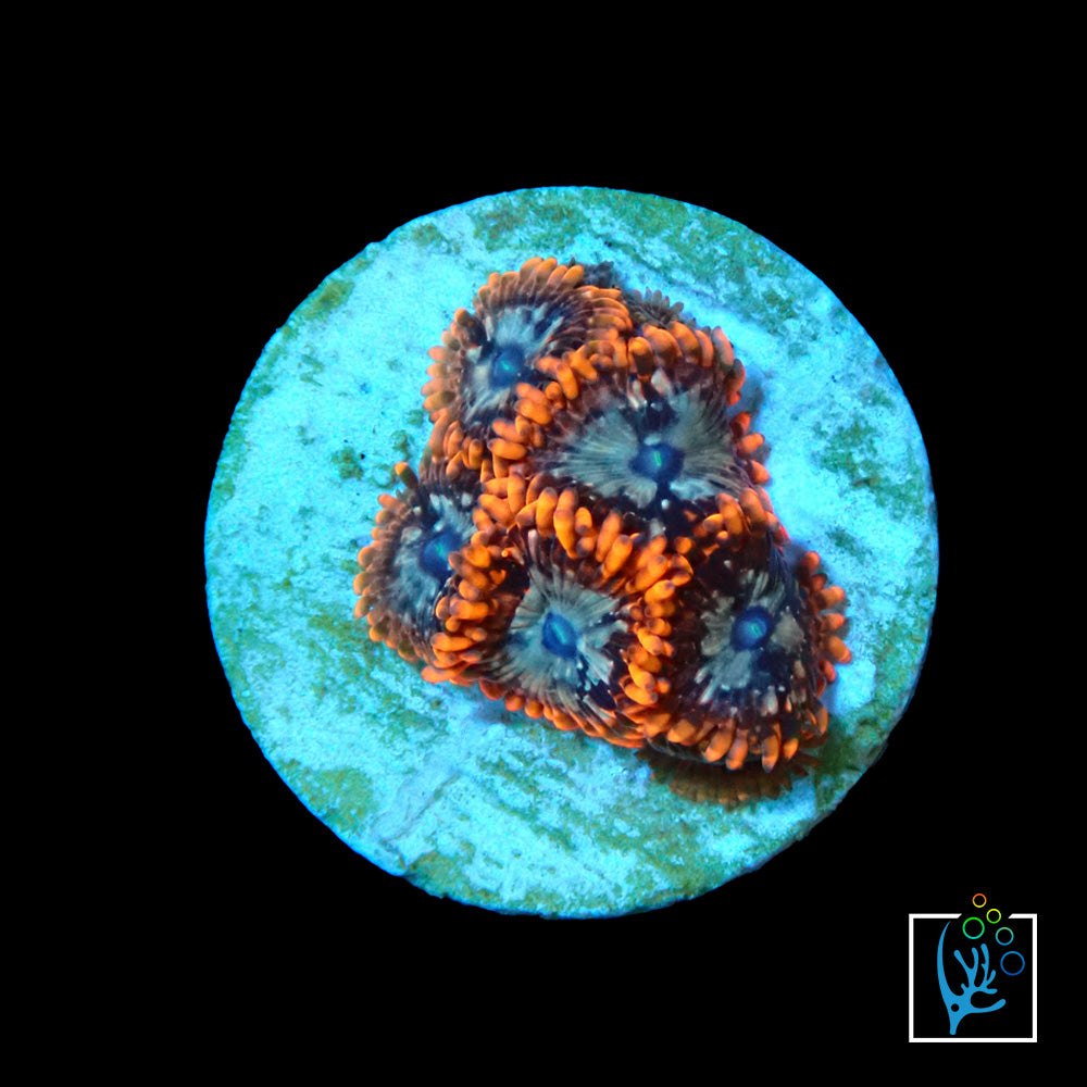 Utter Chaos Zoa