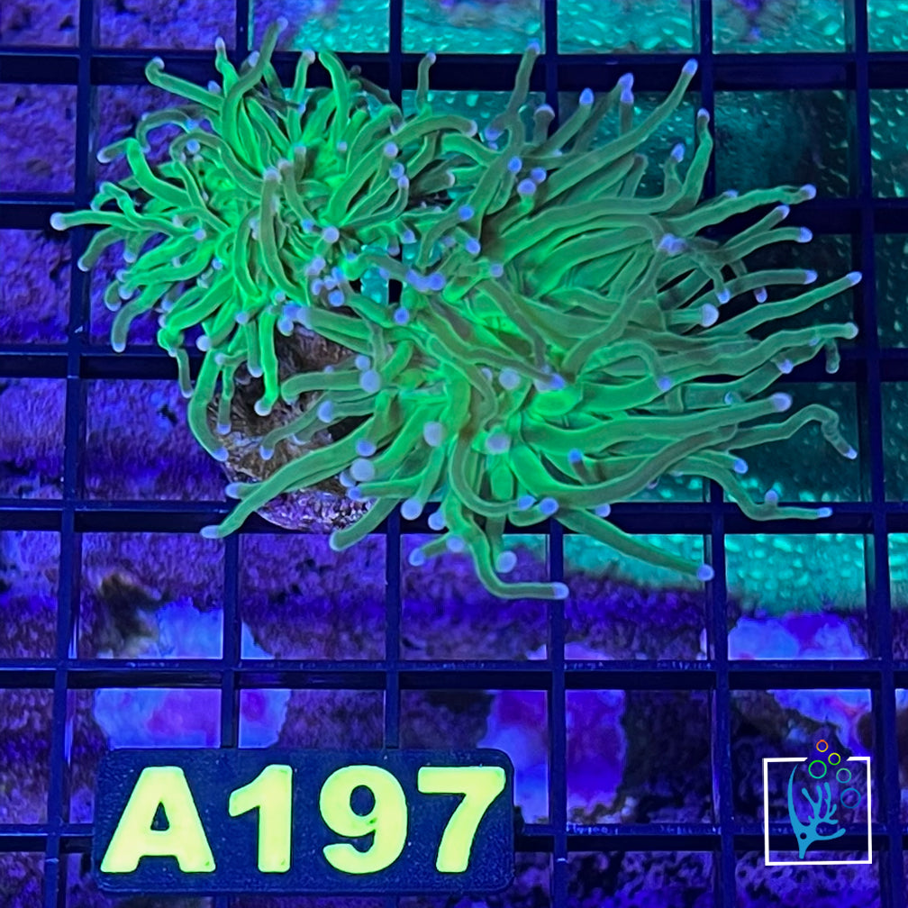 Green Torch w/\Pink Tips