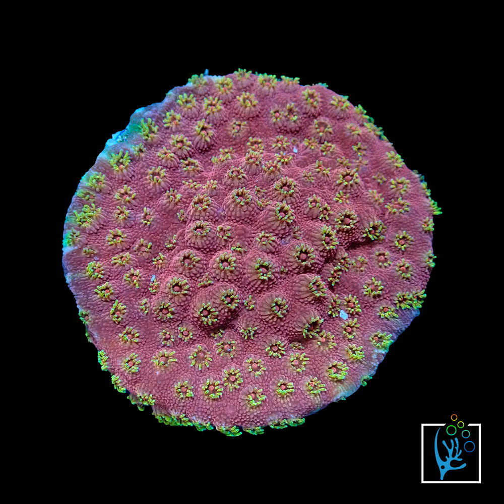 Firewalker Cyphastrea