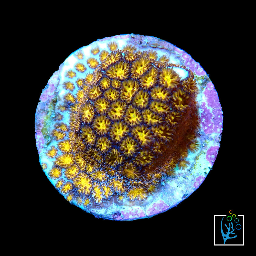 Honeycomb Leptastrea