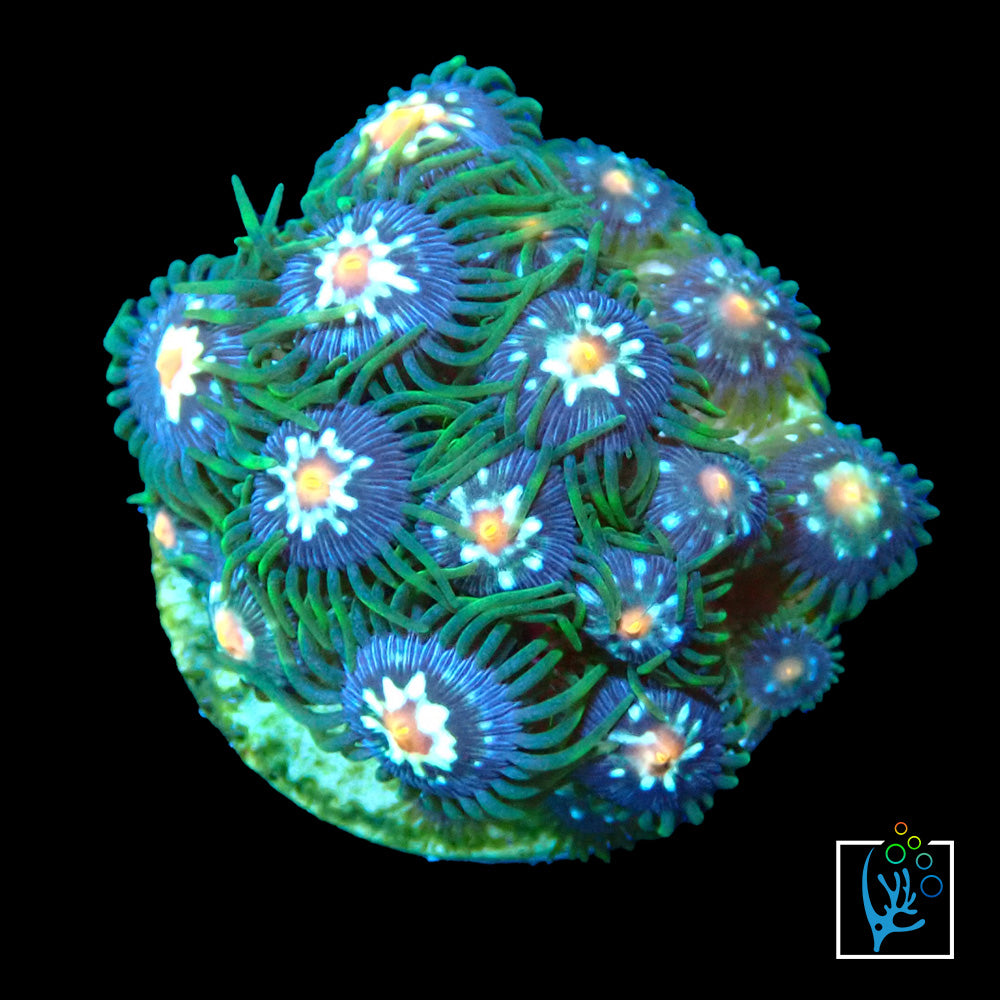 Pinwheel Zoa