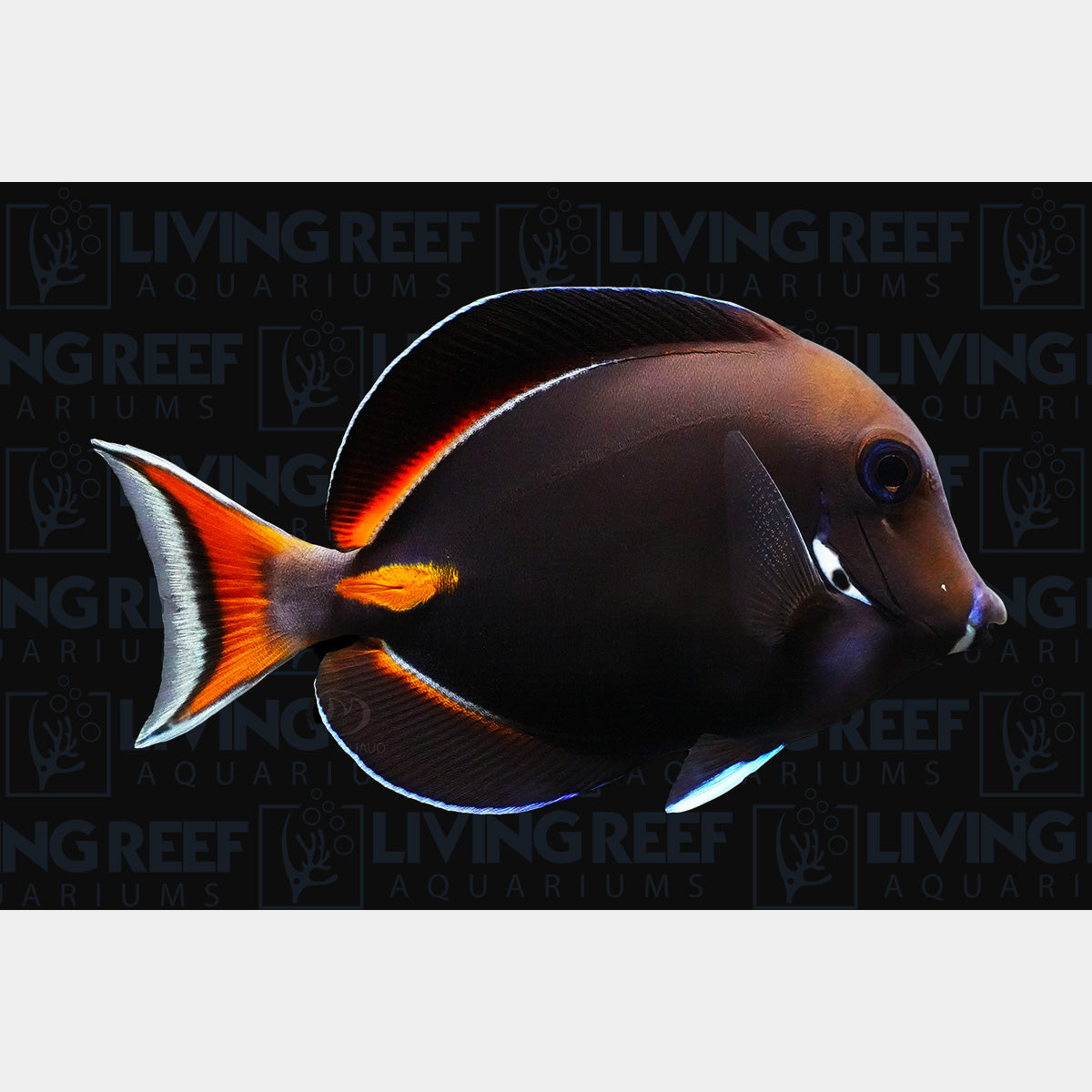 Achilles Tang
