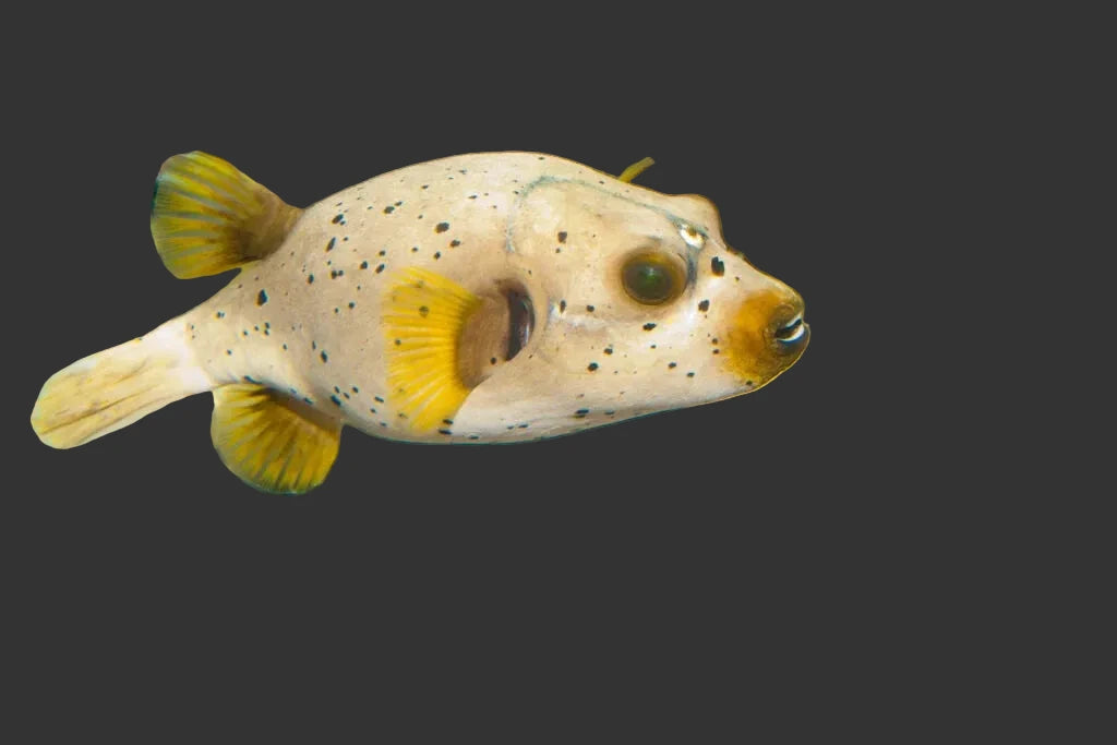 Dog Face Puffer