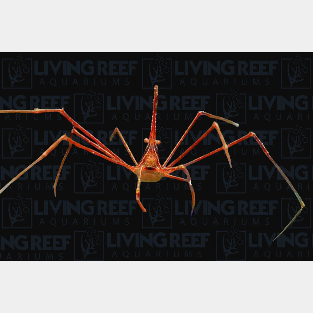 Arrow Crab