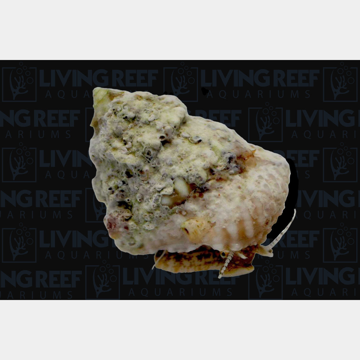 Astrea Snail