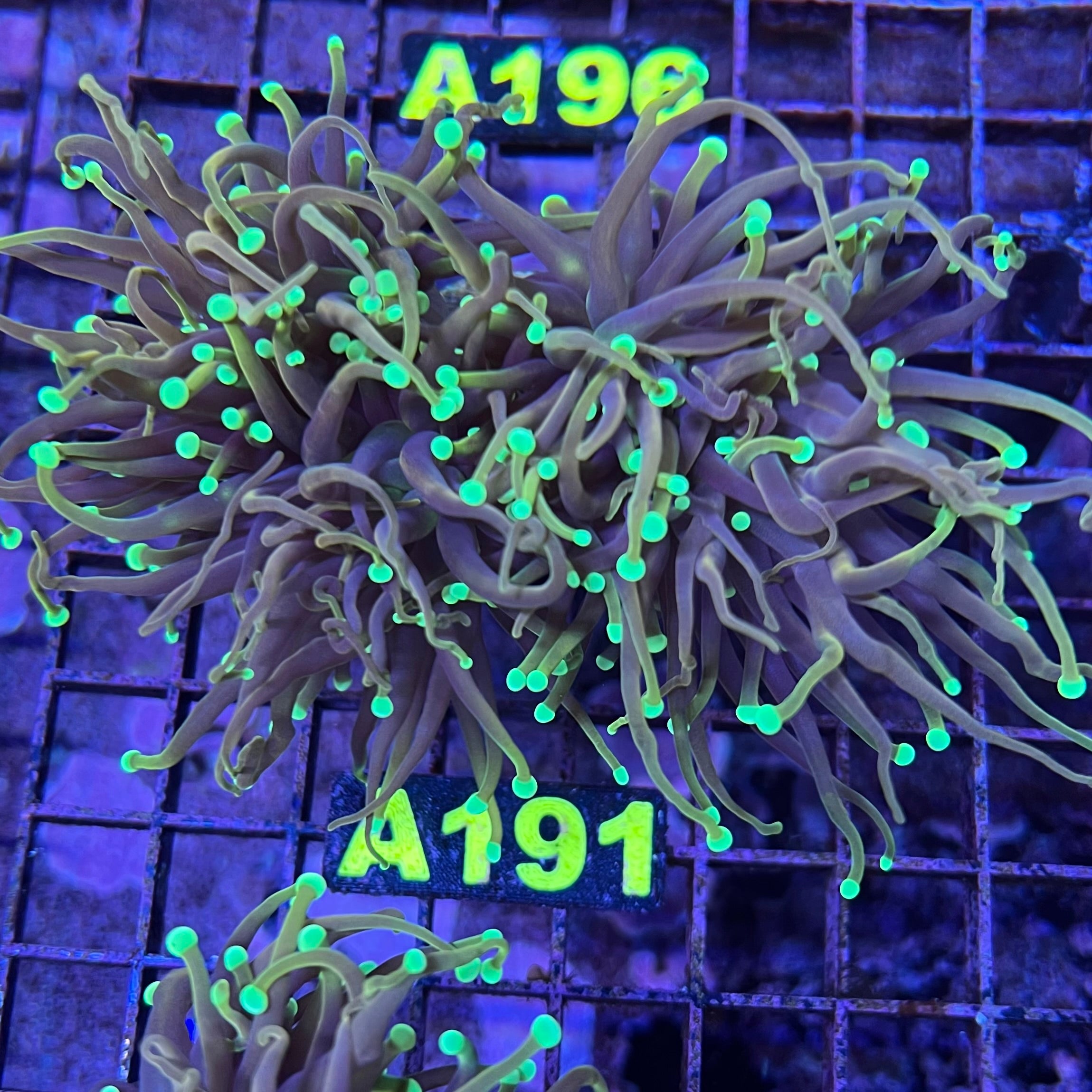 Purple w/Green Tips Torch