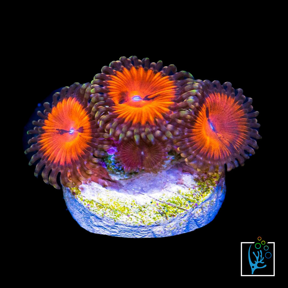 Blood Sucker Zoa