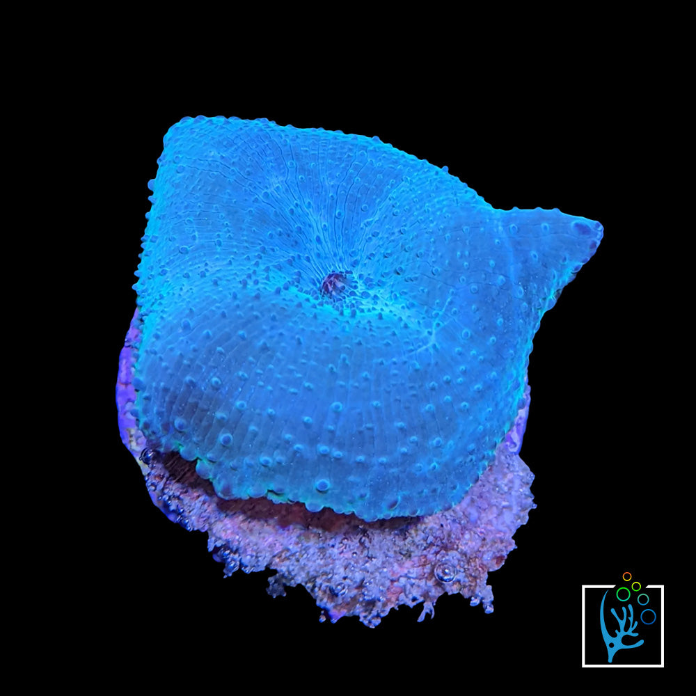 Blue Discosoma