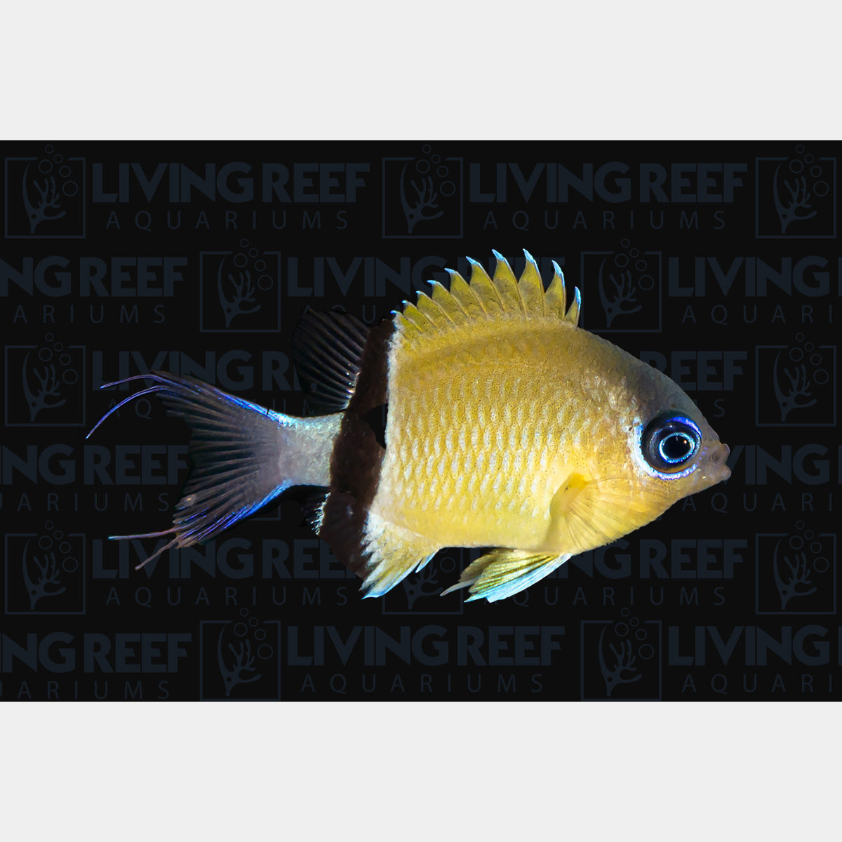 Black Bar Chromis