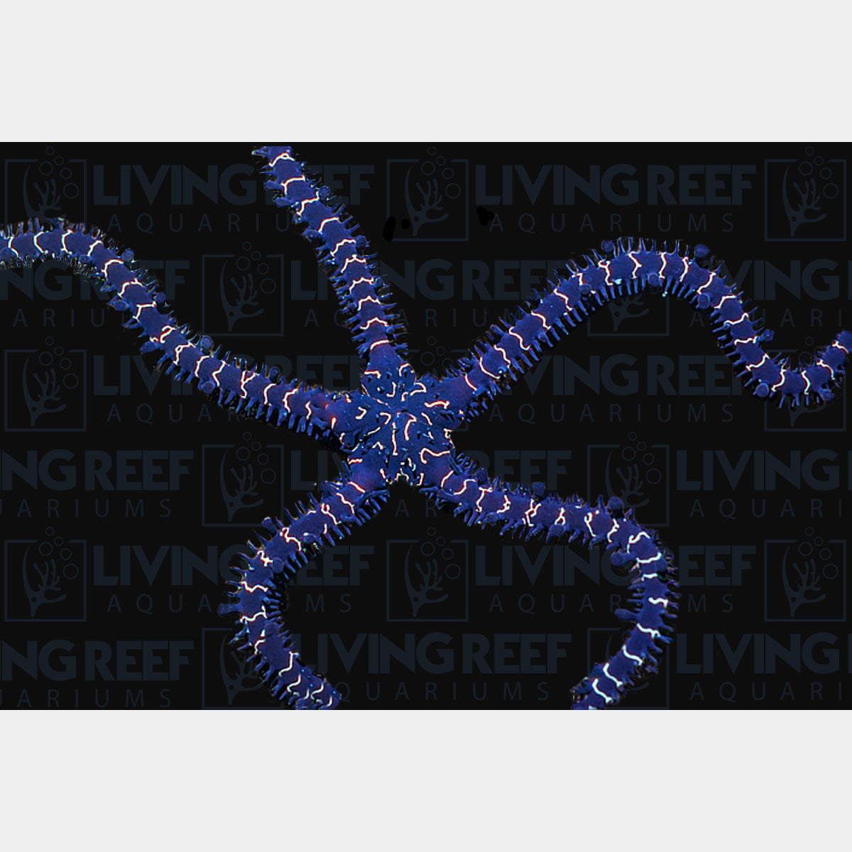 Black Lightning Brittle Star