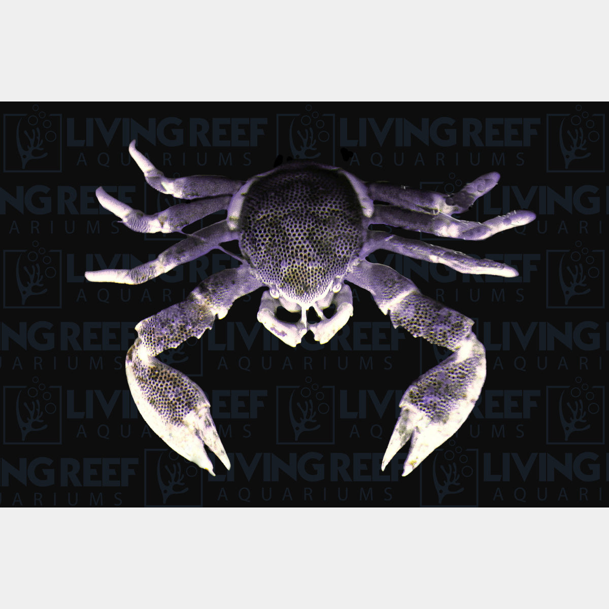 Black Porcelain Anemone Crab
