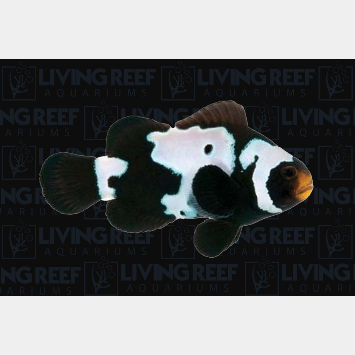 Black Snowflake Clown Fish