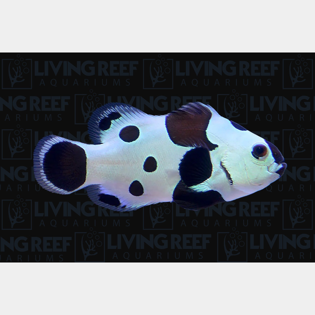 Black Storm Clown Fish