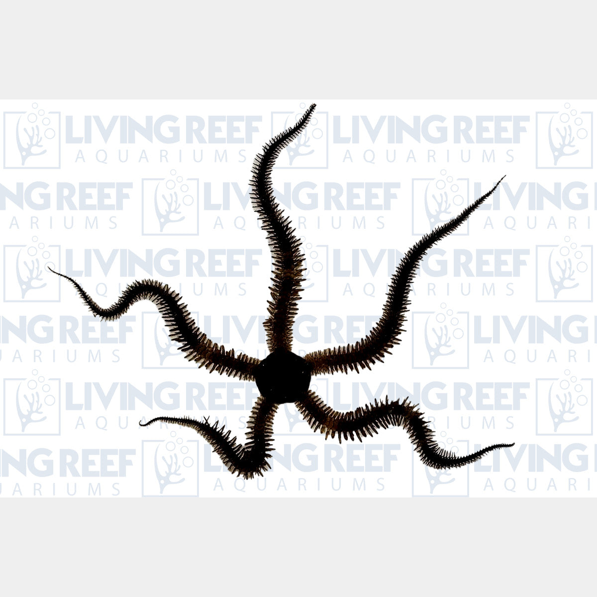 Black Brittle Star