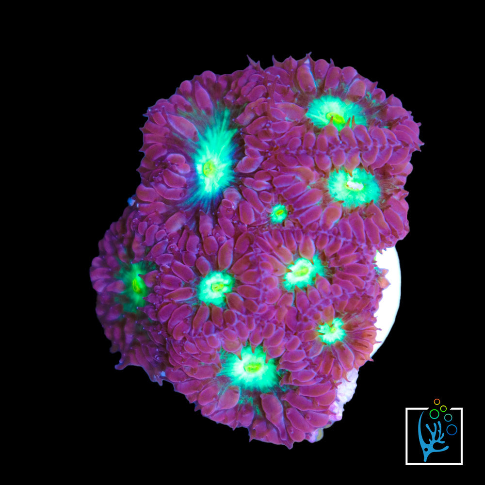 Blastomussa Merletti