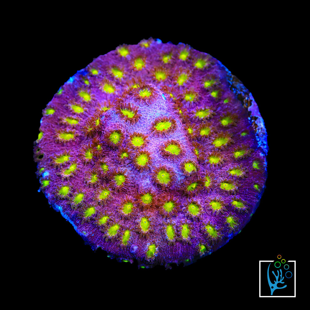 JF Bling Bling Cyphastrea main image 1