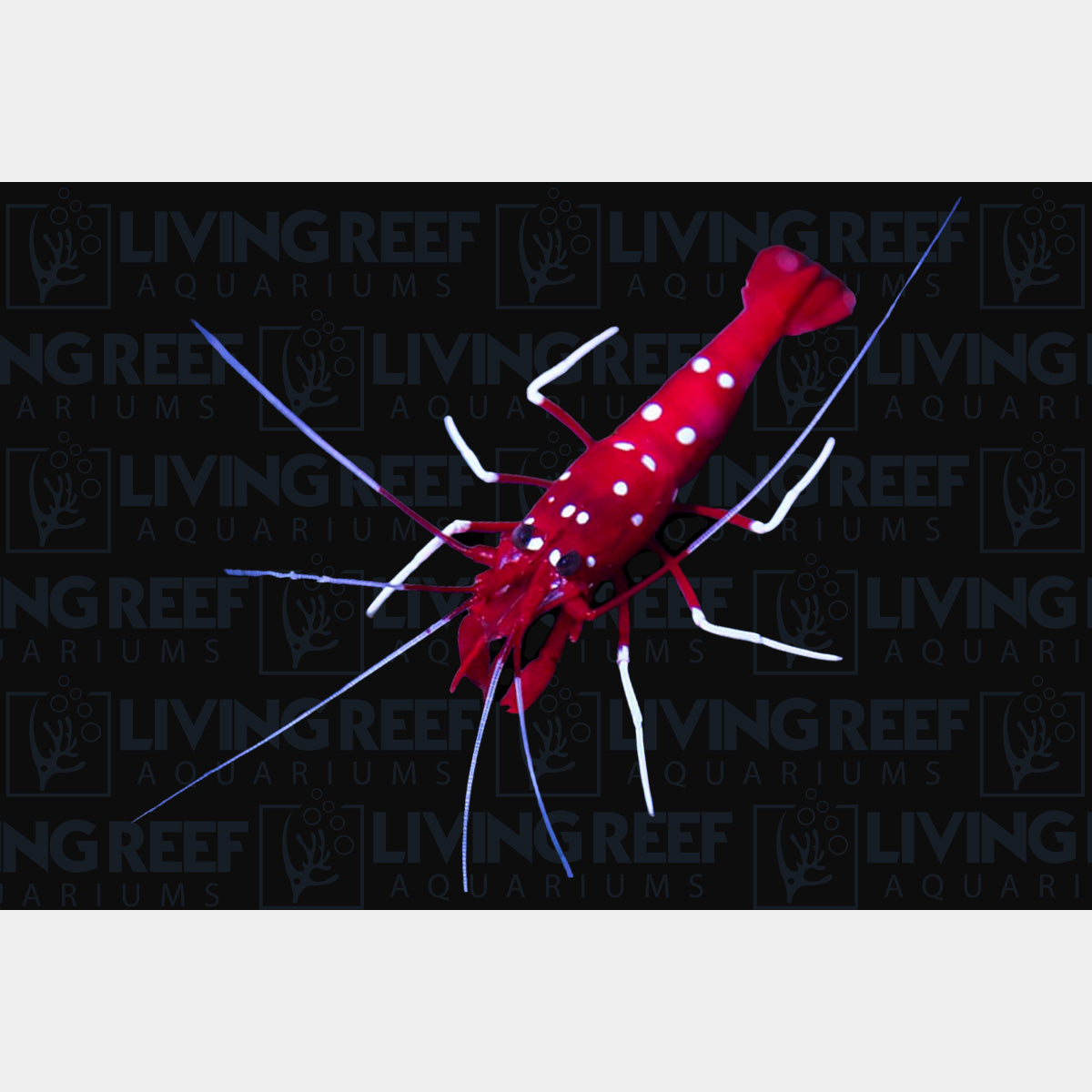 Blood Shrimp