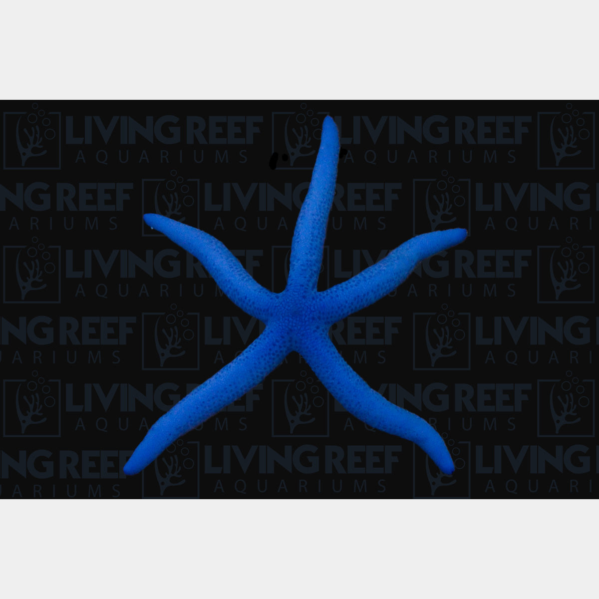 Blue Linckia Starfish