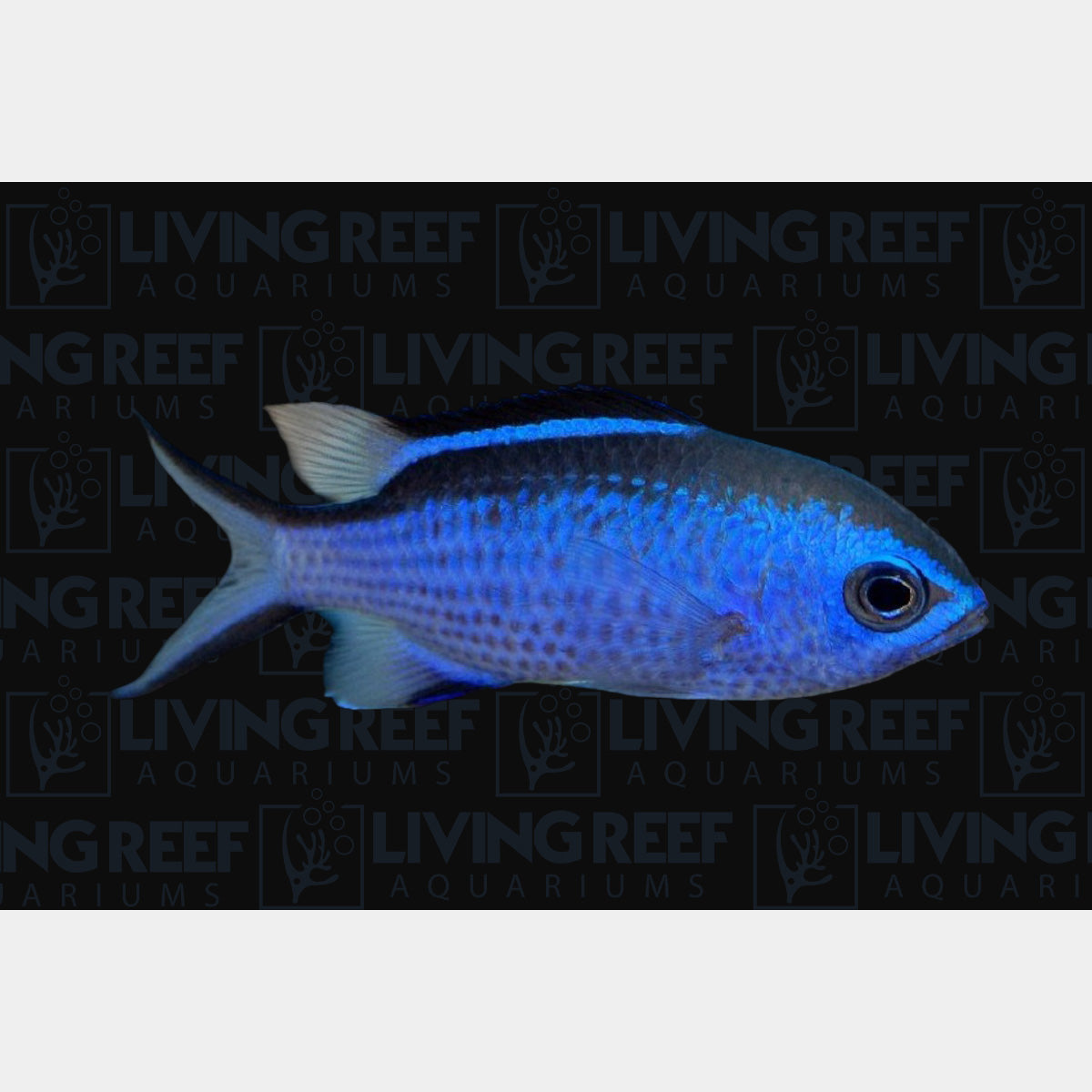 Blue Reef Chromis