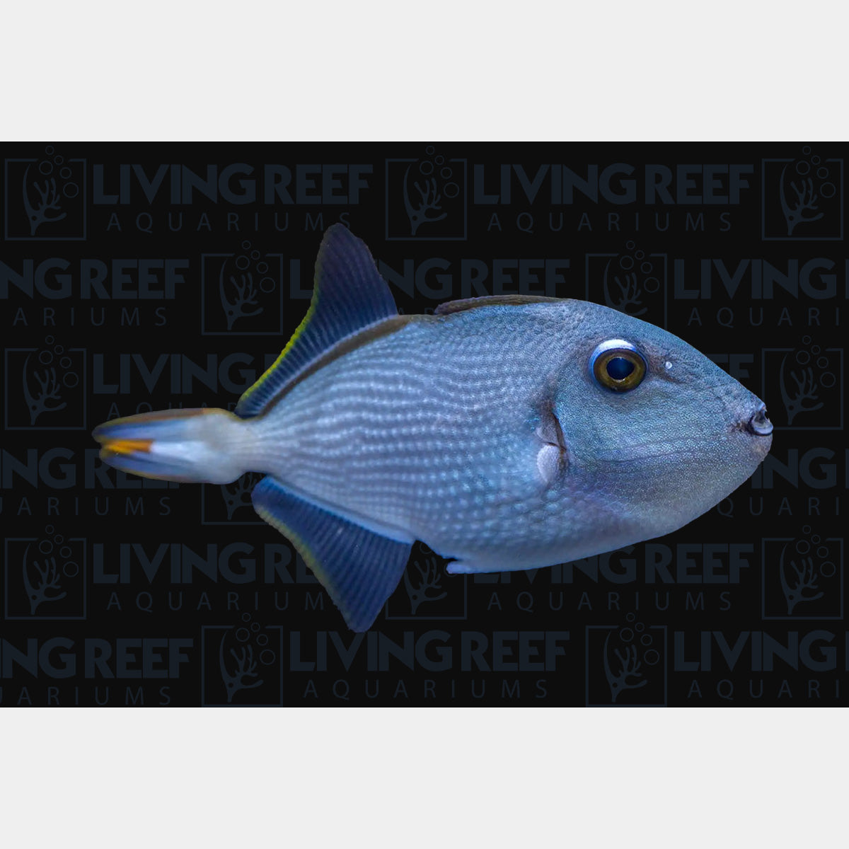Blue Throat Trigger
