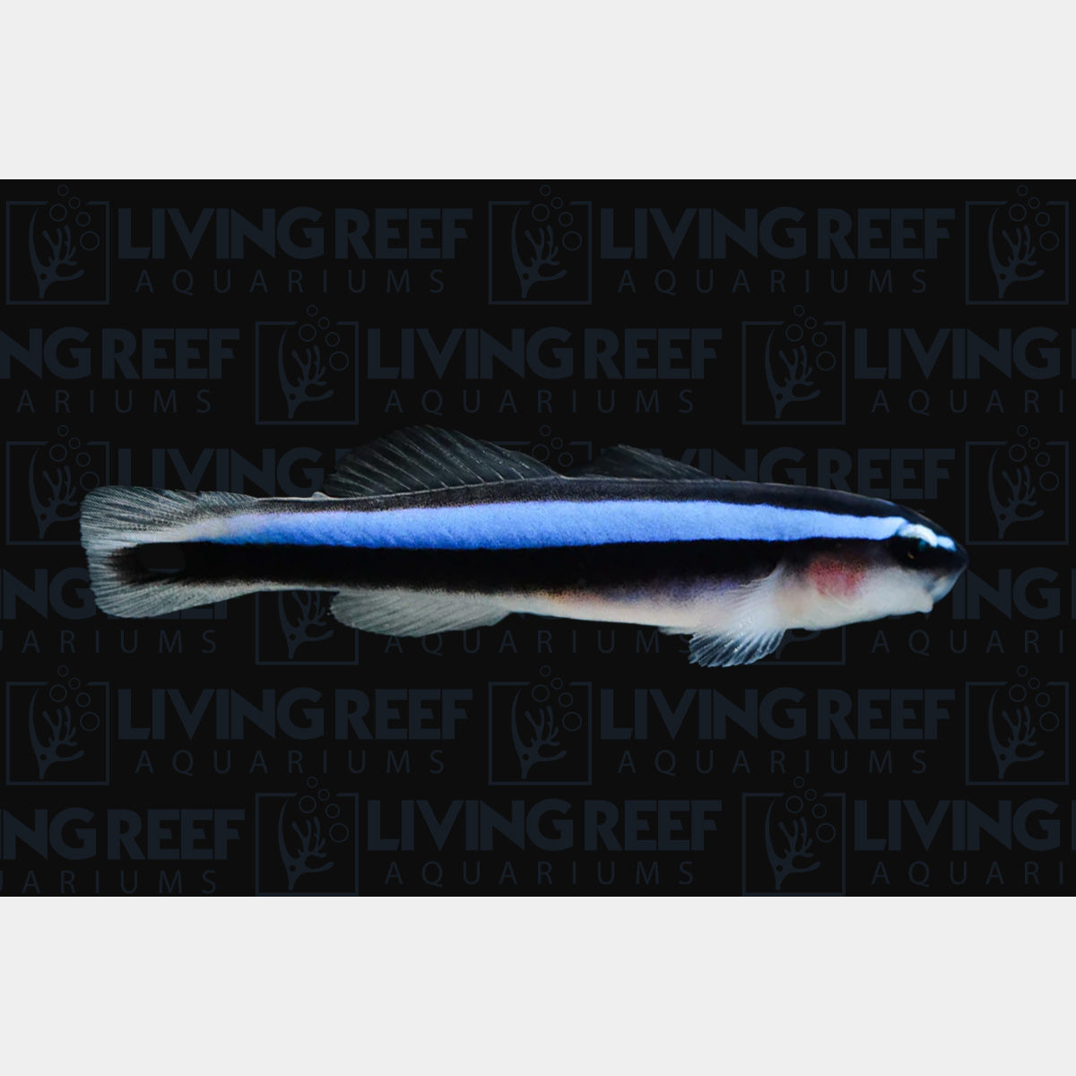 Blue Stripe Neon Goby (Captive bred ProAquatix)