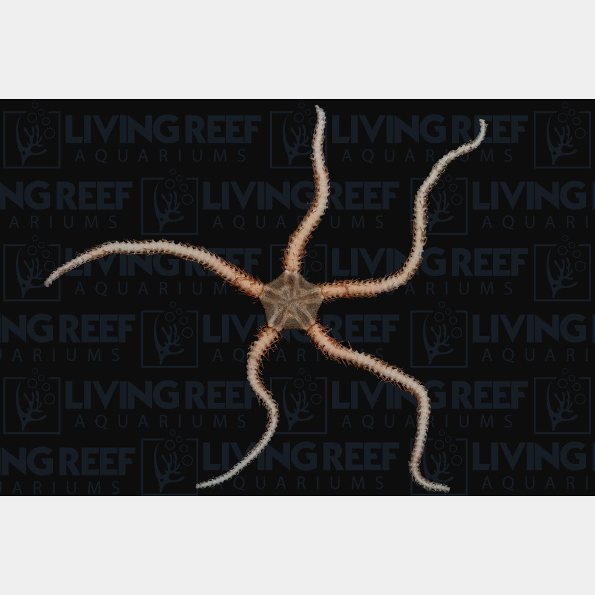 Brittle Starfish