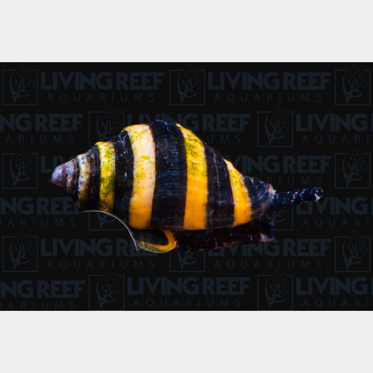 Bumble Bee Snail